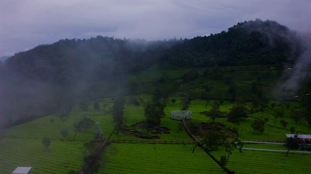 a view of tambi tea garden with a mountain view