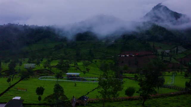 a view of tambi tea garden with a mountain view