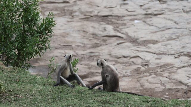 Grey langurs (Hanuman langur, pair) allogrooming/social grooming, cracked dam/riverbed edge - Panna National Park, Panna Tiger Reserve, Madhya Pradesh, India, 4K UHD wildlife footage