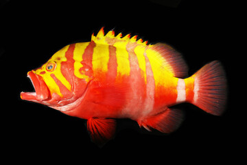Neptune grouper or Garish Hind (Cephalopholis igarashiensis) rare deepwater grouper fish from West Pacific Ocean © Pavaphon