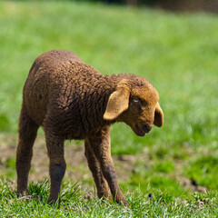 A square close up photograph of a young brown mountain sheep mountain sheep lamb standing and stretching on a green grass pasture in Germany.⁠ © Alexander