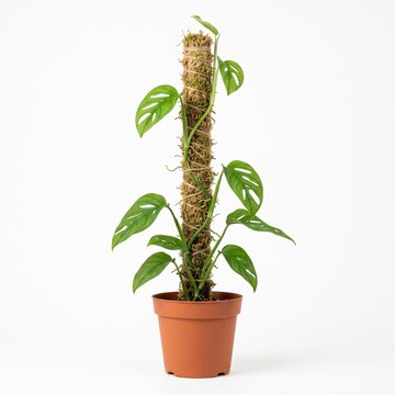 Monstera Adansonii plant growing up a moss pole in a terracotta pot against a white background