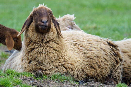 A horizontal close up photograph of a rare brown mountain sheep brown mountain sheep resting alertly on the grass with its herd in a rural German pasture.⁠