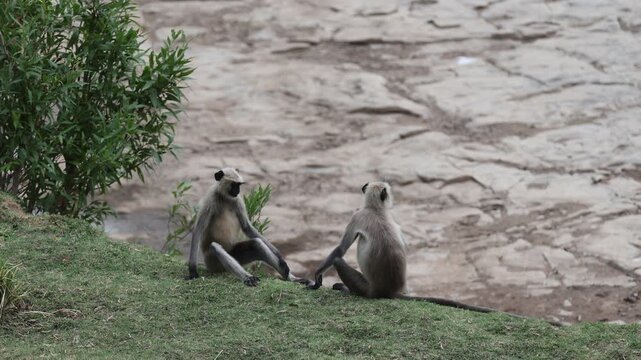 Grey langurs (Hanuman langur) playing/wrestling, one leaping on another, cracked dam/riverbed - Panna National Park, Panna Tiger Reserve, Madhya Pradesh, India, 4K UHD wildlife footage