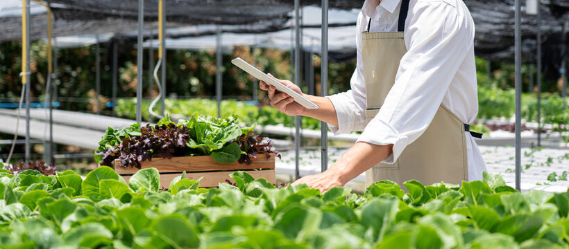 A man is standing in a greenhouse, looking at a tablet