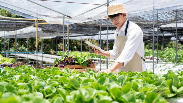 A man in a straw hat is tending to a field of lettuce