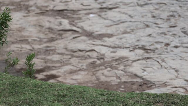 Grey langurs (Hanuman langur) play-fighting/mounting on slope, rocky dam slope - Panna National Park, Panna Tiger Reserve, Madhya Pradesh, India, 4K UHD wildlife footage, nature documentary B-roll