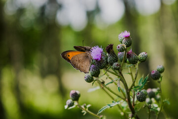przyroda, łąka,las drzewa, rośliny, liście, owoce,zielone,lato, © Estera