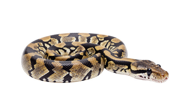 A coiled ball python snake with distinctive brown and black patterns isolated on a white background