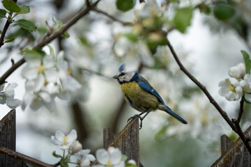 Eurasian blue tit looking at the camera from a blooming branch © Normunds
