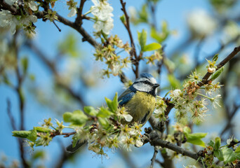 Blue tit perched on apple blossoms with soft bokeh background. © Normunds