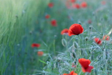 Naklejka premium fiore di papavero in primavera al tramonto