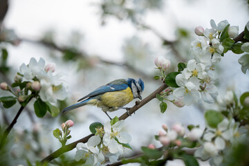 Eurasian blue tit perched on a blooming apple tree branch © Normunds