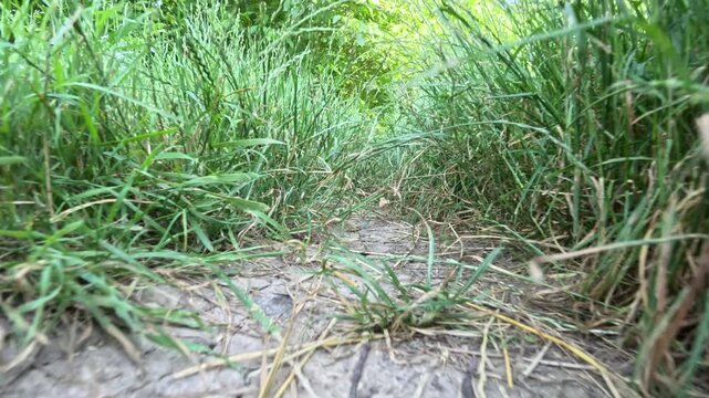 Tunnel through grass, low angle slow motion camera