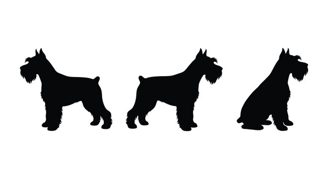 Schnauzer dog silhouettes in various poses against a white background silhouette canine miniature standard giant