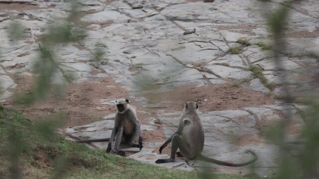 Grey langurs (Hanuman langur, pair) sitting and grooming on bank, grassy bank by riverbed - Panna National Park, Panna Tiger Reserve, Madhya Pradesh, India, 4K UHD wildlife footage
