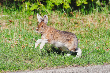 Lièvre d'Amérique © Alex