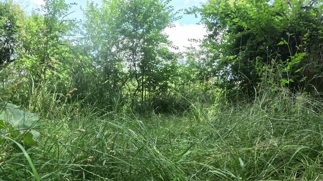 Lush greenery in summer, low angle camera backward motion