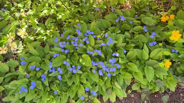 Beautiful spring background with blooming blue brunnera macrophylla and yellow flowers in the garden
