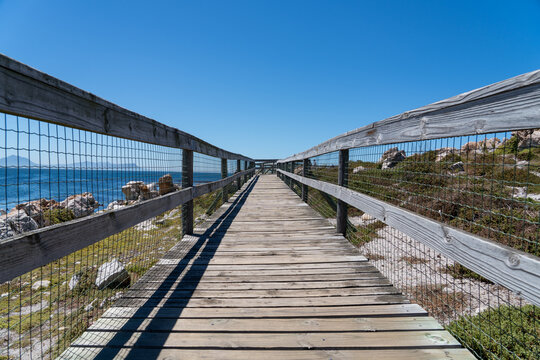 Betty's Bay, South Africa - January 14, 2026: African penguins at Stony Point Penguin Colony. A popular coastal attraction with stunning ocean views beneath a clear blue summer sky.