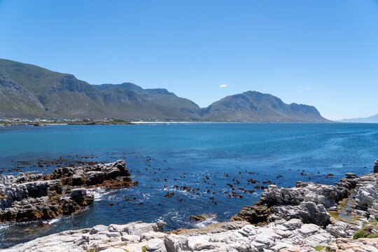 Betty's Bay, South Africa - January 14, 2026: African penguins at Stony Point Penguin Colony. A popular coastal attraction with stunning ocean views beneath a clear blue summer sky.