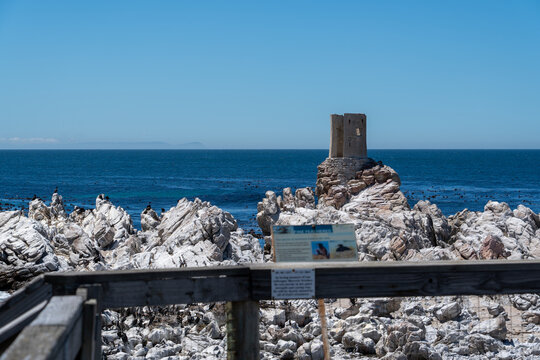 Betty's Bay, South Africa - January 14, 2026: African penguins at Stony Point Penguin Colony. A popular coastal attraction with stunning ocean views beneath a clear blue summer sky.
