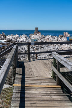 Betty's Bay, South Africa - January 14, 2026: African penguins at Stony Point Penguin Colony. A popular coastal attraction with stunning ocean views beneath a clear blue summer sky.
