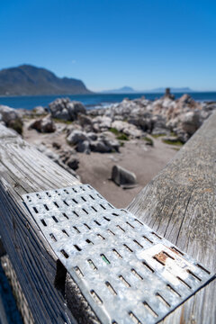 Betty's Bay, South Africa - January 14, 2026: African penguins at Stony Point Penguin Colony. A popular coastal attraction with stunning ocean views beneath a clear blue summer sky.