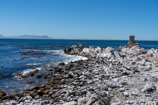 Betty's Bay, South Africa - January 14, 2026: African penguins at Stony Point Penguin Colony. A popular coastal attraction with stunning ocean views beneath a clear blue summer sky.
