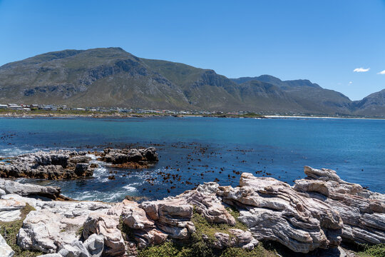 Betty's Bay, South Africa - January 14, 2026: African penguins at Stony Point Penguin Colony. A popular coastal attraction with stunning ocean views beneath a clear blue summer sky.