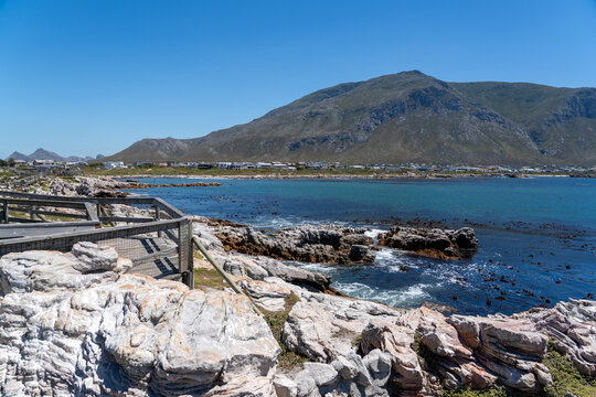 Betty's Bay, South Africa - January 14, 2026: African penguins at Stony Point Penguin Colony. A popular coastal attraction with stunning ocean views beneath a clear blue summer sky.
