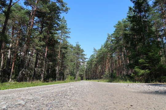 Sunny Forest Trail in &Ouml;rens Nature Reserve on Tor&ouml; Island, Sweden