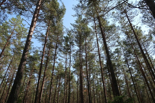 Sunny Forest in &Ouml;rens Nature Reserve on Tor&ouml; Island, Sweden