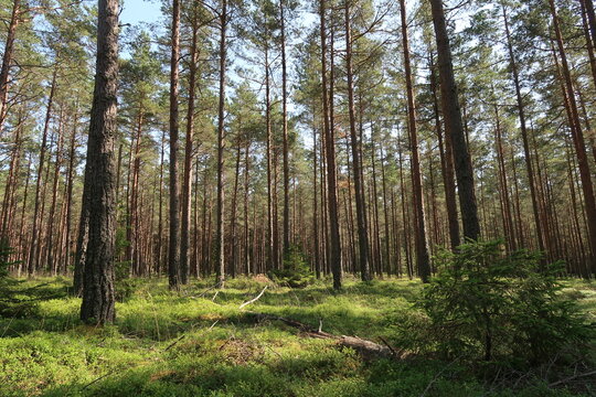Sunny Forest in &Ouml;rens Nature Reserve on Tor&ouml; Island, Sweden