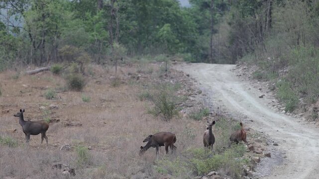 Sambar deer (small group) standing alert and foraging by forest track, rocky forest track, scrub, dry hills - Panna National Park, Panna Tiger Reserve, Madhya Pradesh, India, 4K UHD wildlife footage