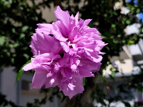 Rose of Sharon: a species of flowering plant, its botanical name is Hibiscus syriacus.