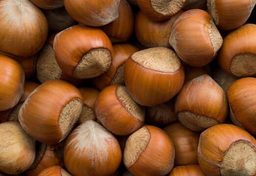 Hazelnut texture background close up