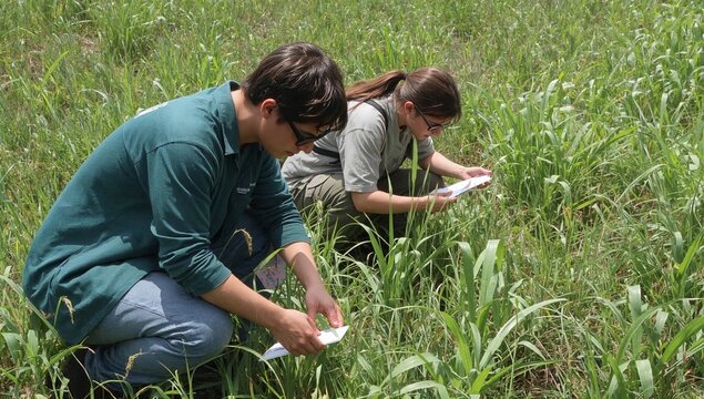 Researchers Collect Plant Data in a Field During a Sunny Day in the Summer