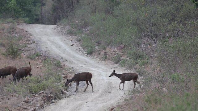 Sambar deer (pair) crossing forest track, foraging, dirt forest track, green scrub - Panna National Park, Panna Tiger Reserve, Madhya Pradesh, India, 4K UHD wildlife footage