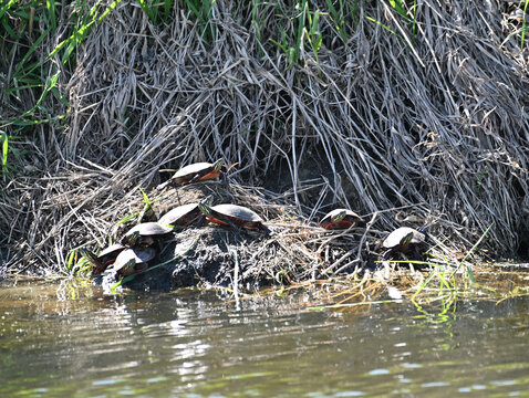 Turtles by the Pond