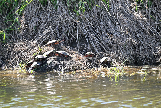 Turtles by the Pond