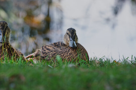 Canard Colvert 