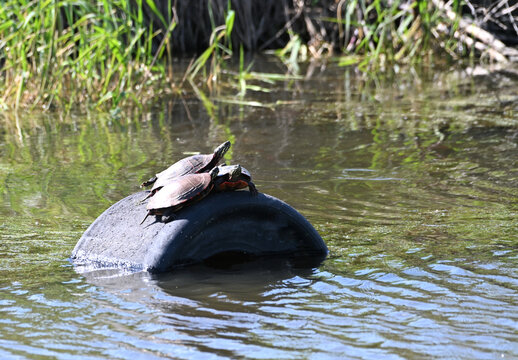 Three Turtles on a Tire