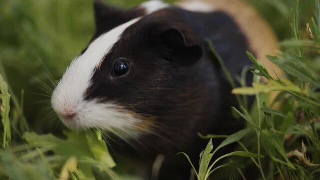 Cute Guinea Pig Eating Fresh Green Grass in Garden, Close Up Pet Animal Portrait