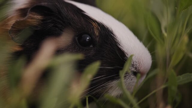 Alert Guinea Pig Hiding in Tall Green Grass Close Up