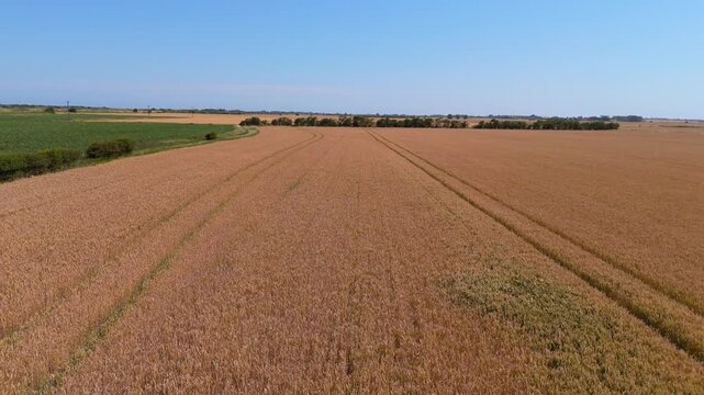 Golden wheat field stretches under clear blue sky. Parallel furrows guide viewer's eye across harvested expanse. Green hedgerow borders field, adding depth and contrast. Sunlit horizon offers calm