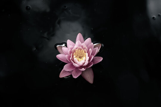 Pink lotus flower or water lily in water, dark background,  view from above