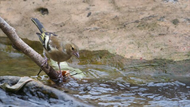 Close-up of bird (European greenfinch) quenching it's thirst in the stream
