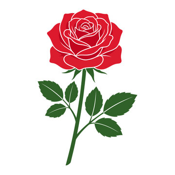 Red rose flower vector illustration, blooming rosebud with green stem and leaves, elegant floral element for wedding invitations and romantic cards