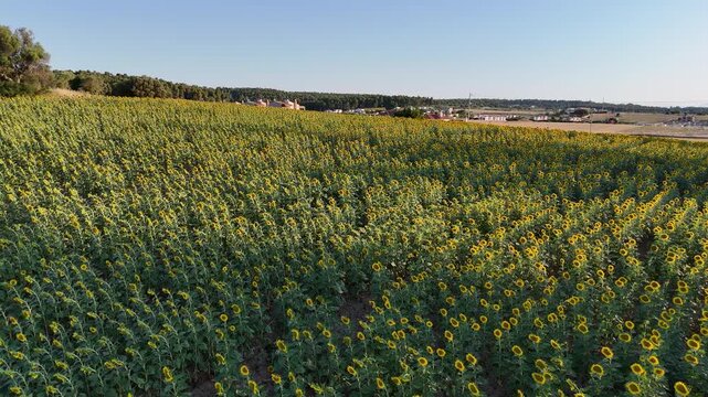Top down aerial view of bright sunflower patterns in a farm field, summer nature